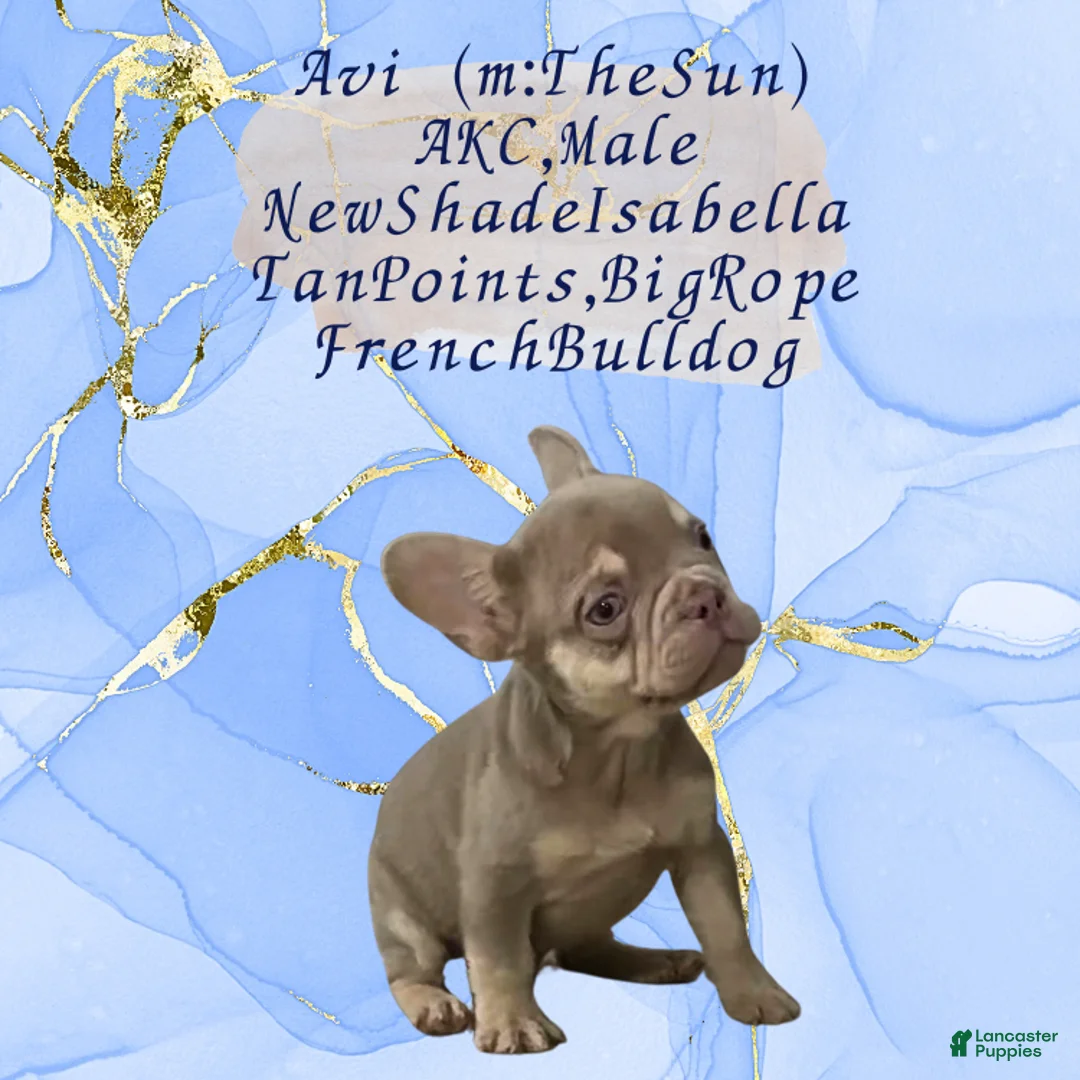 French Bulldog dogs for sale: Avi (mng: Light) - Ad 9