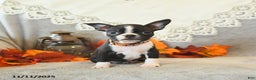 Boston Terrier dogs for sale: Monty - Ad 2