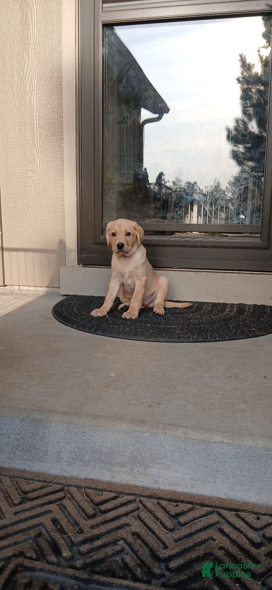 Labrador Retriever dogs Labrador Retriever Blue collar - Ad 42