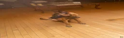 Belgian Malinois dogs for sale: Belgian Malinois 1 - Ad 3