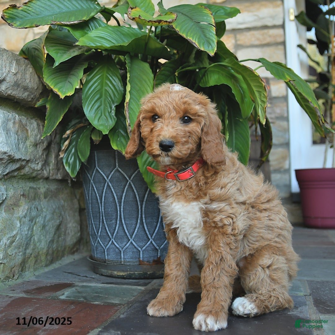 Mini Goldendoodle dogs for sale: Bella   - Ad 2