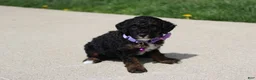 Miniature Poodle dogs for sale: Amber  - Ad 7