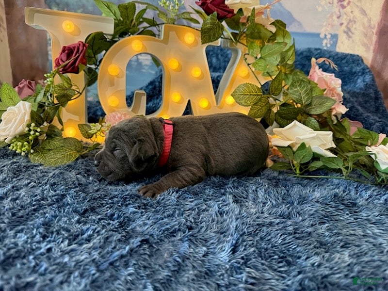 Cane Corso dogs Paige - Ad 2