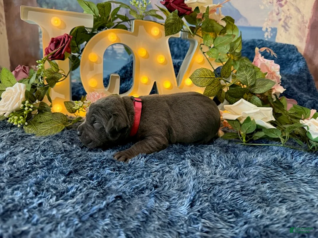 Cane Corso dogs for sale: Paige - Ad 2