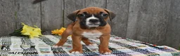 Boxer dogs for sale: Millie - Ad 4