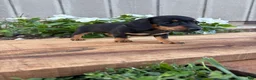 Miniature Dachshund dogs for sale: Cappuccino  - Ad 5