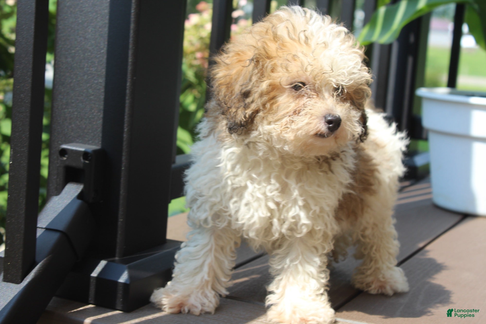 Miniature Poodle dogs Hallie - Ad 2