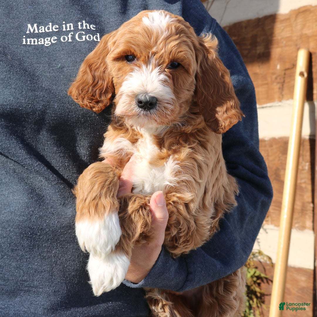 Goldendoodle dogs for sale: Paxton  - Ad 2