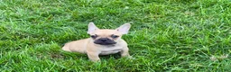 French Bulldog dogs for sale: Harris - Ad 4