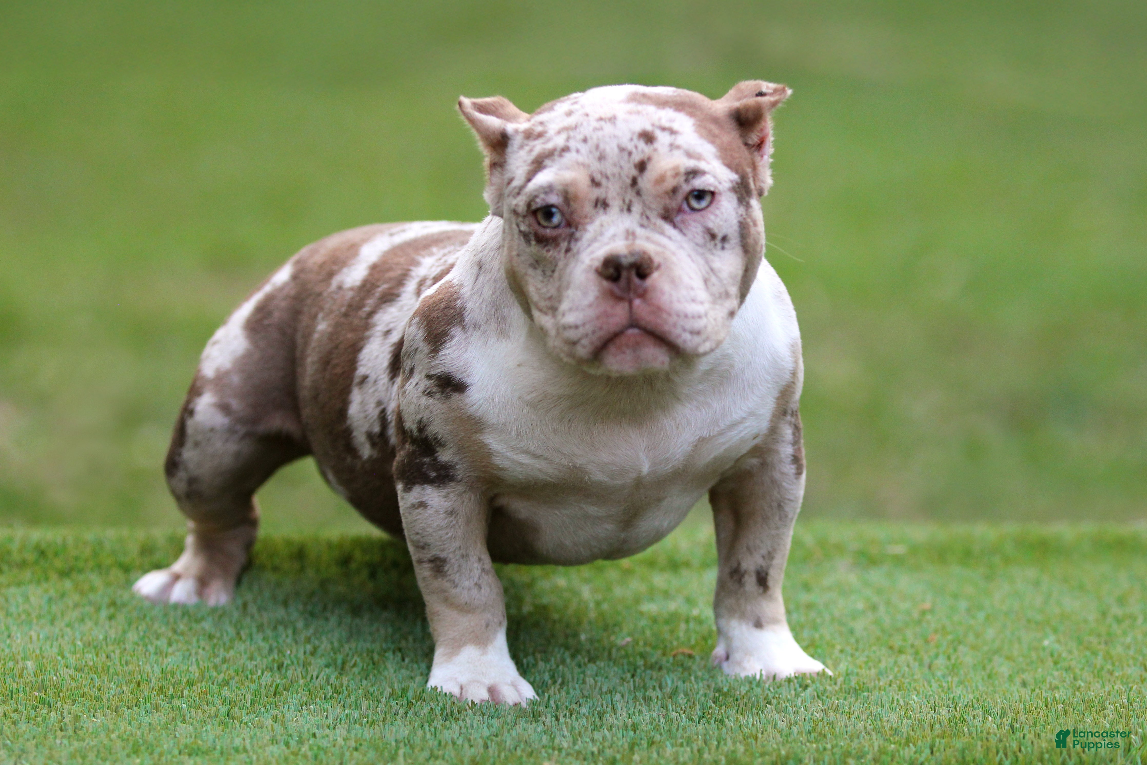 American Bully dogs Chocolate Tri Merle Female - Ad 1