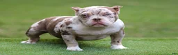 American Bully dogs for sale: Chocolate Tri Merle Female - Ad 1