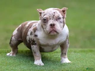 American Bully dogs for sale: Chocolate Tri Merle Female - Ad 1
