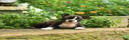 Boston Terrier dogs for sale: Mike - Ad 3