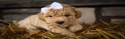 Miniature Poodle dogs for sale: Jenson ✨ - Ad 11