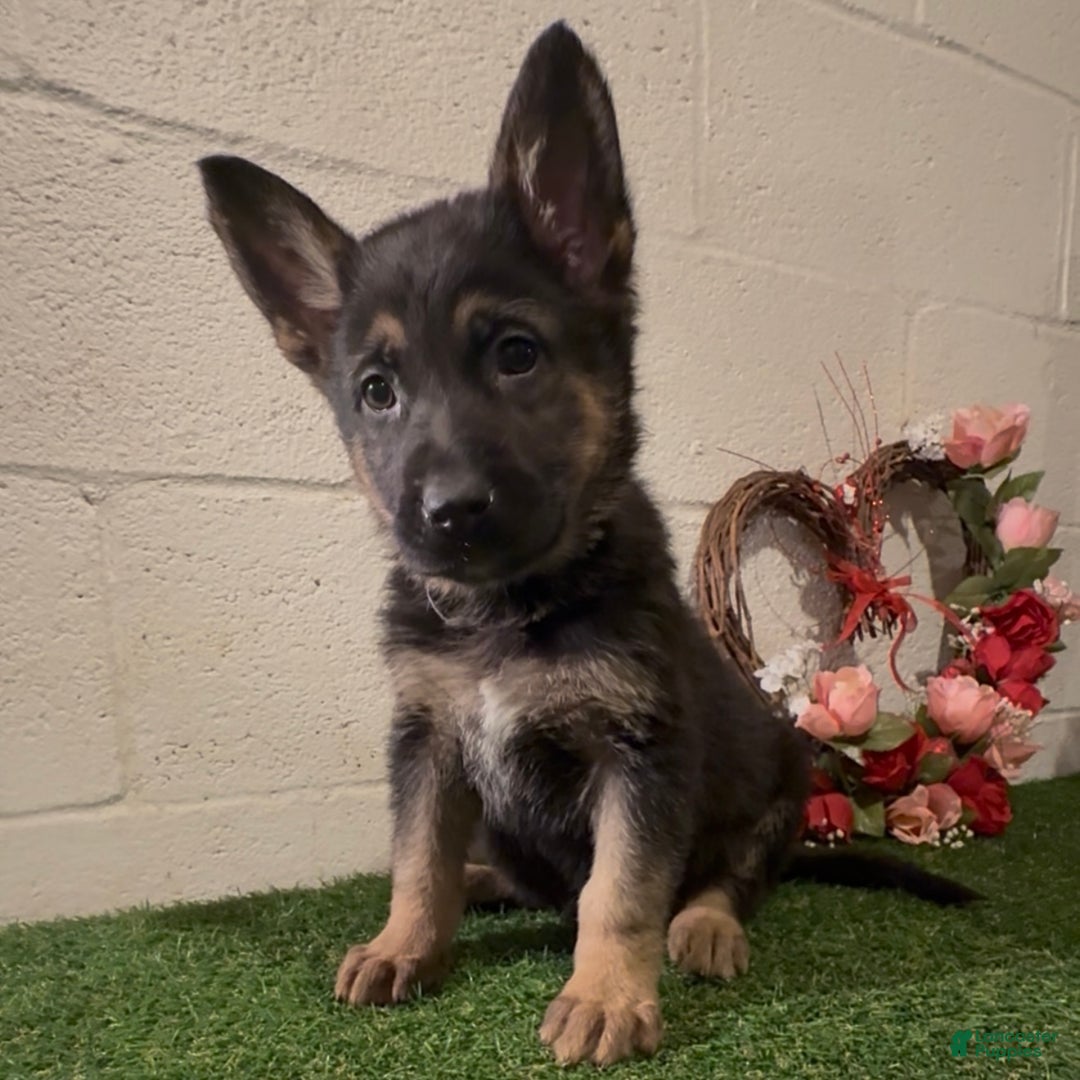 German Shepherd dogs for sale: SIMON - Ad 4