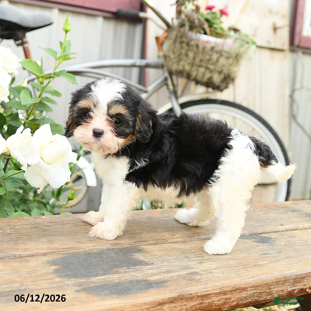 Cavachon dogs for sale: Wonder  - Ad 3