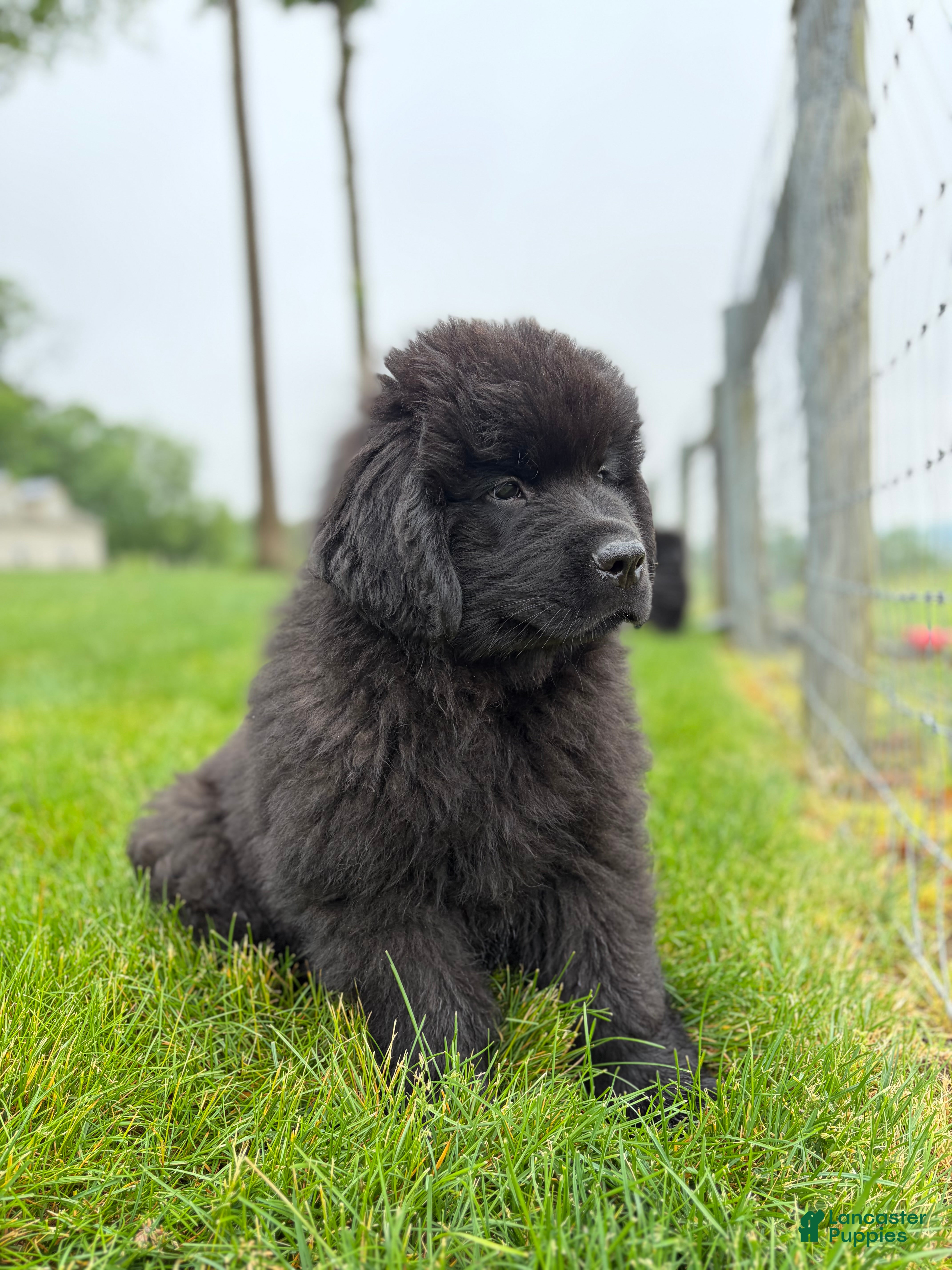 Newfoundland dogs Midnight - Ad 2