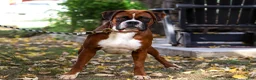 Boxer dogs for sale: Kian - Ad 8