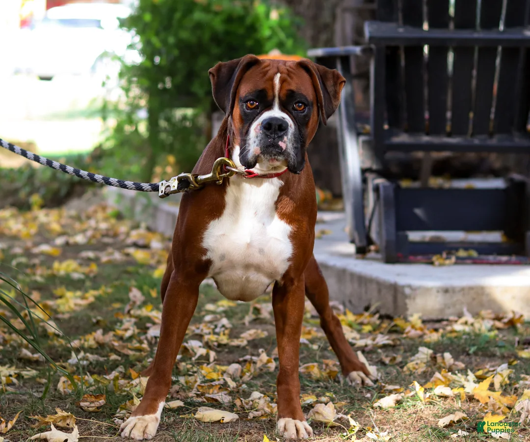 Boxer dogs for sale: Kian - Ad 8