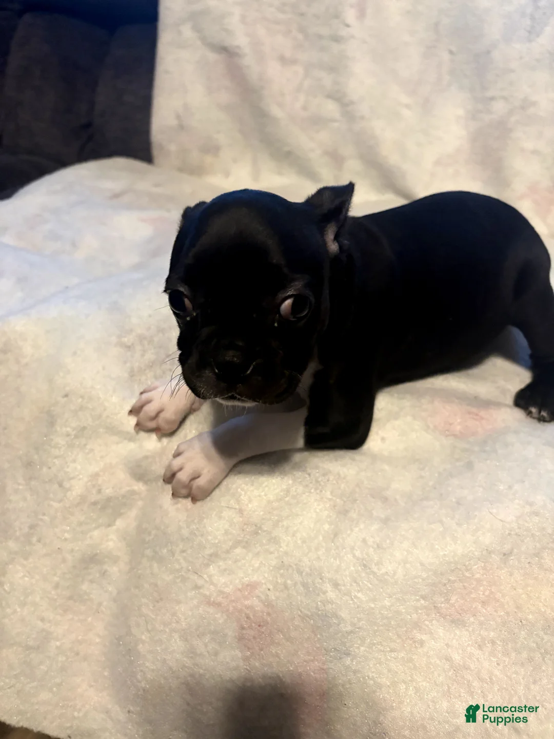 Boston Terrier dogs for sale: Fern - Ad 5