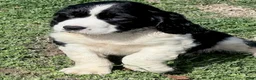 English Springer Spaniel dogs for sale: Max - Ad 9