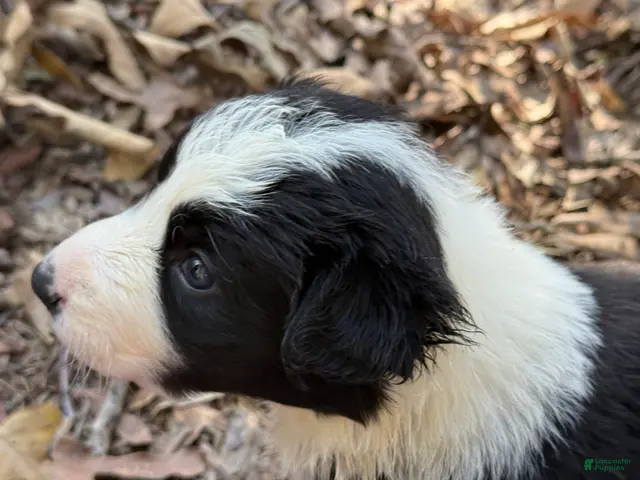 Border Collie dogs for sale: Nigella - Ad 1