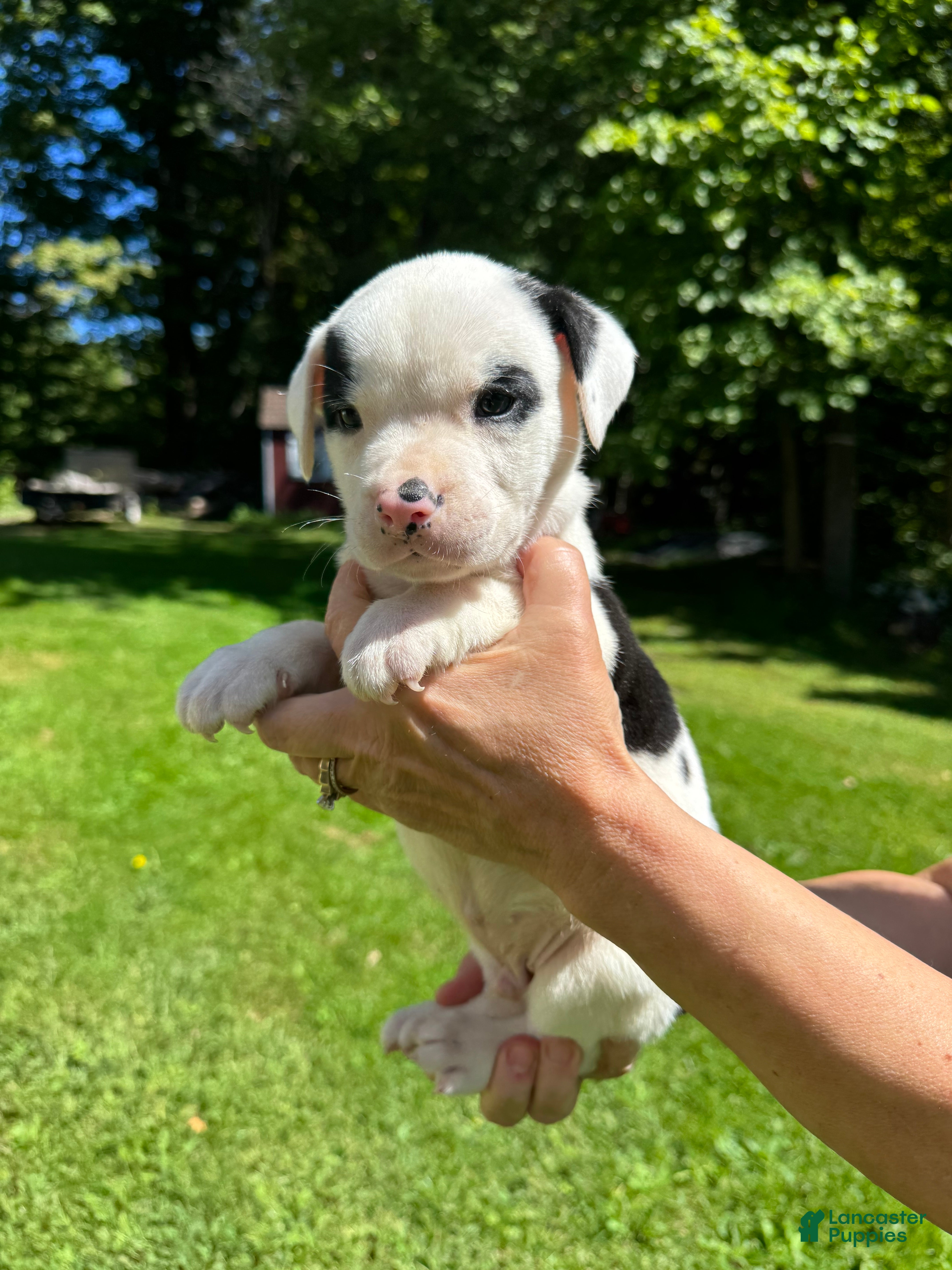 American Bulldog dogs Male 1 - Ad 2
