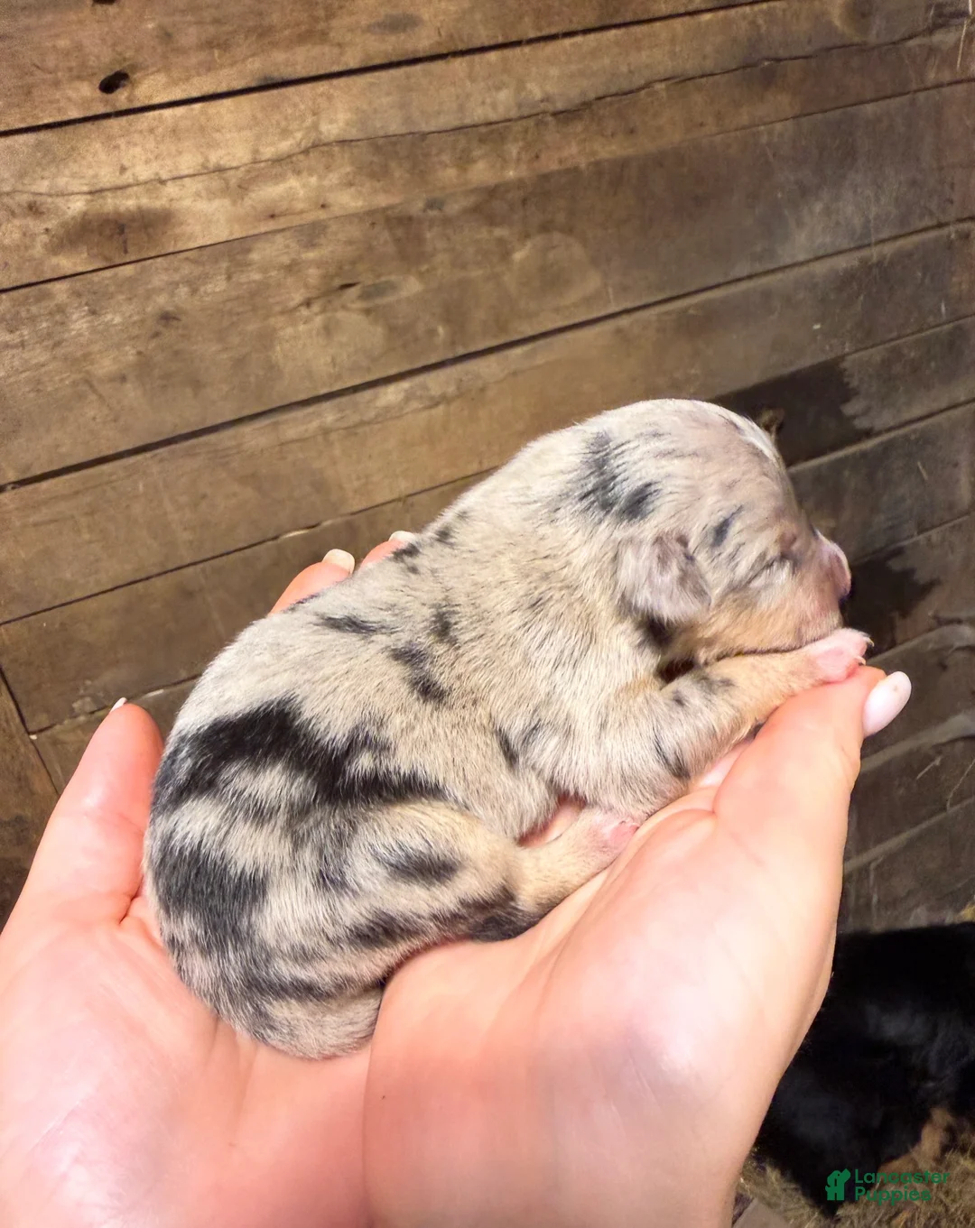 Australian Shepherd dogs for sale: Australian Shepherd 3 - Ad 2