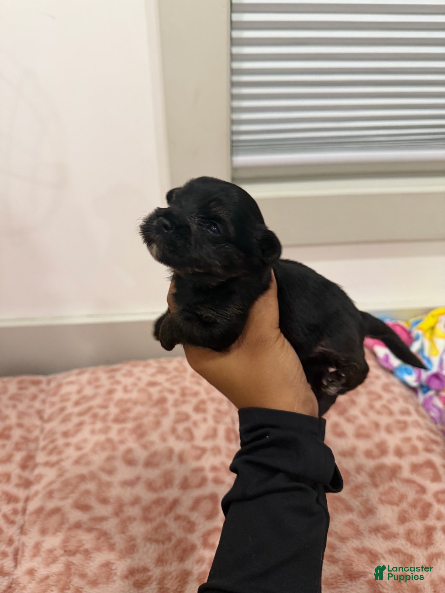 Yorkshire Terrier dogs Puppy5 Male  - Ad 2
