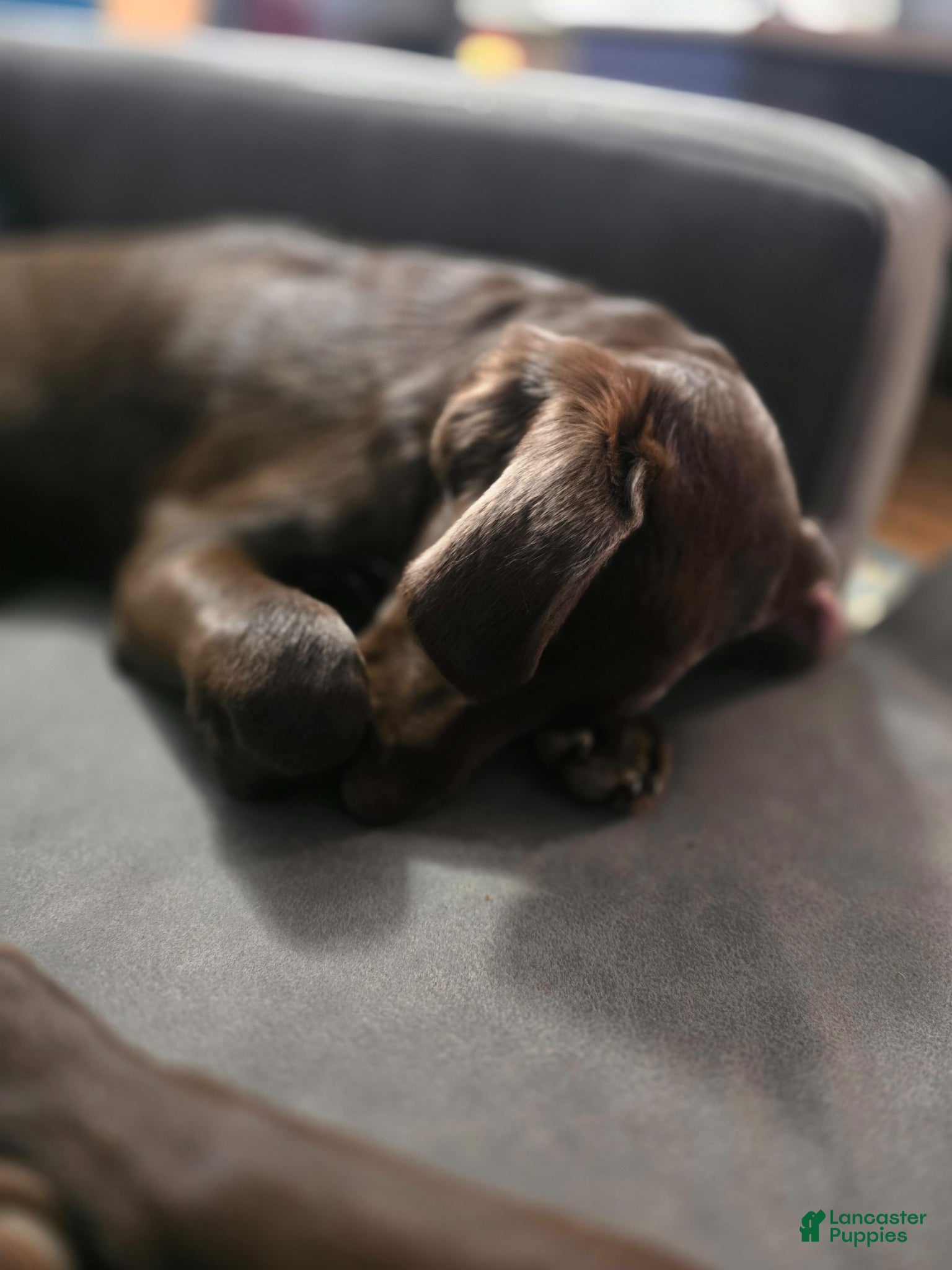 Labradoodle dogs Tater - Ad 2