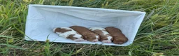 Cavapoo dogs for sale: Jade - Ad 6