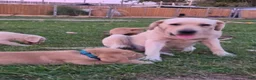 Labrador Retriever dogs for sale: Meet Your New Best Friend! Beautiful Yellow Male Labrador Retriever Puppies Available 💛 - Ad 38