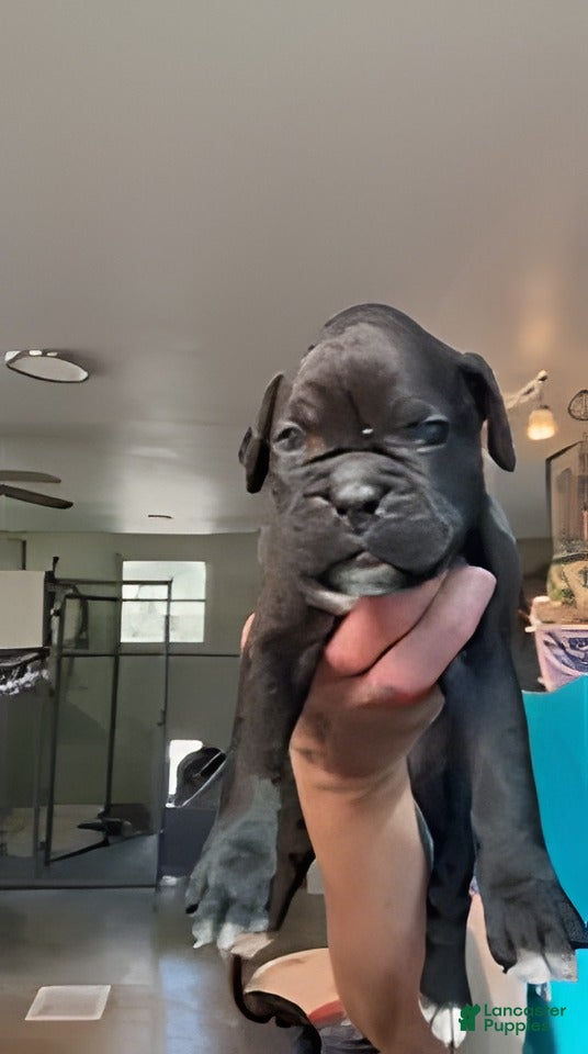Boxer