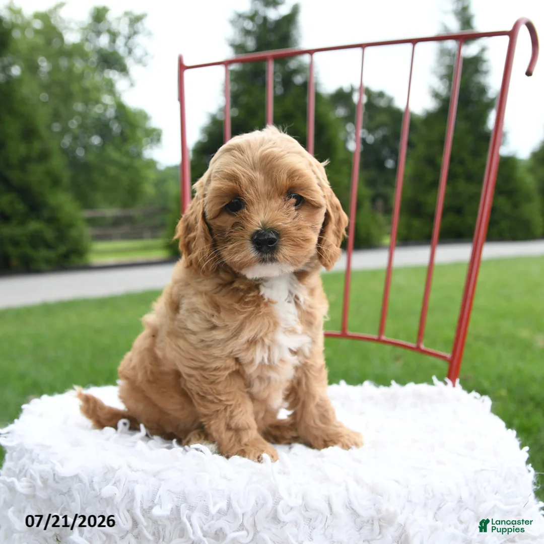 Cockapoo dogs for sale: Leah - Ad 2