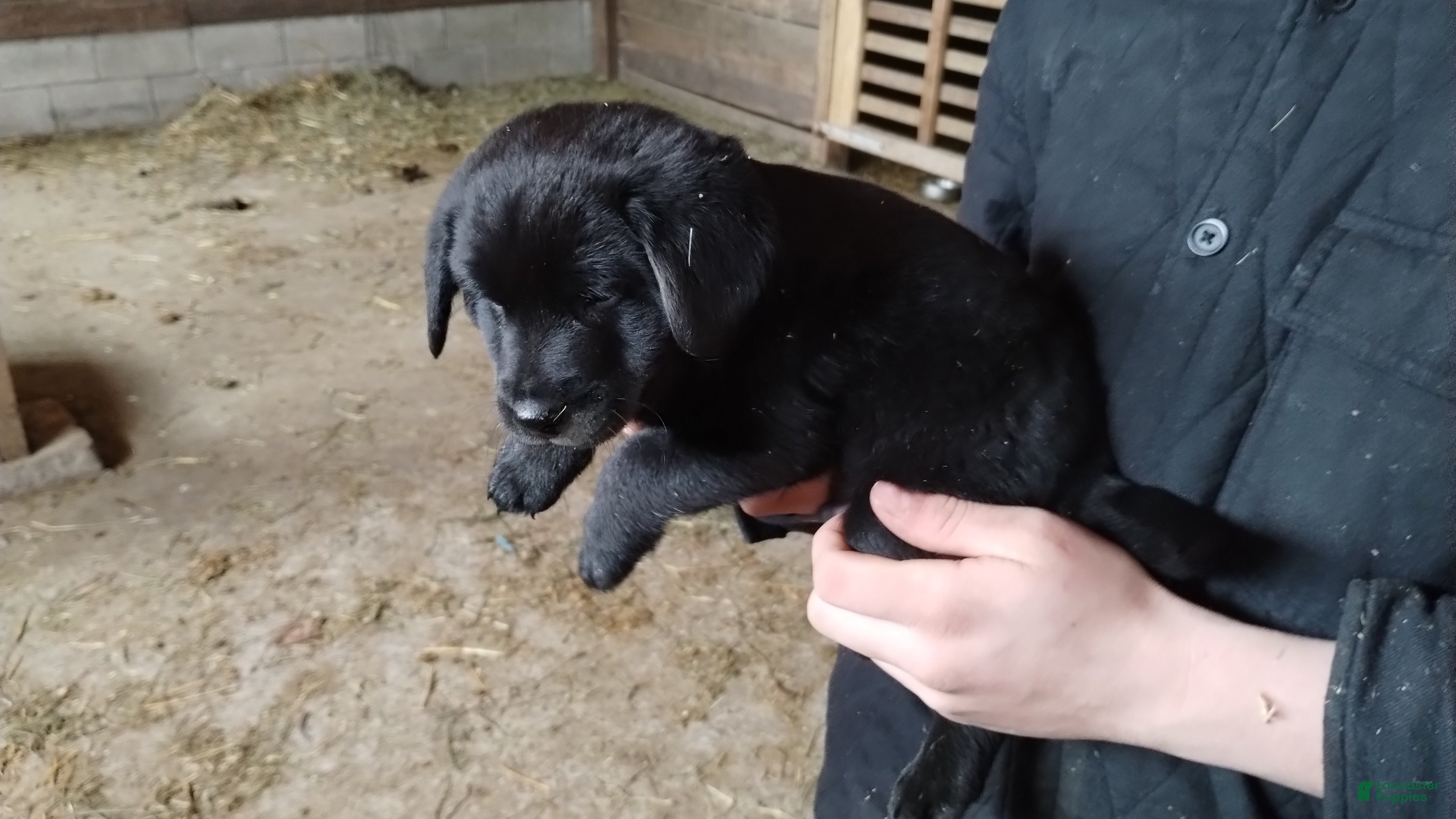 Mixed Breed dogs Cricket - Ad 2