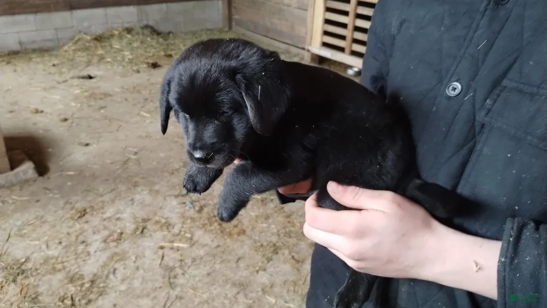 Mixed Breed dogs for sale: Cricket - Ad 2