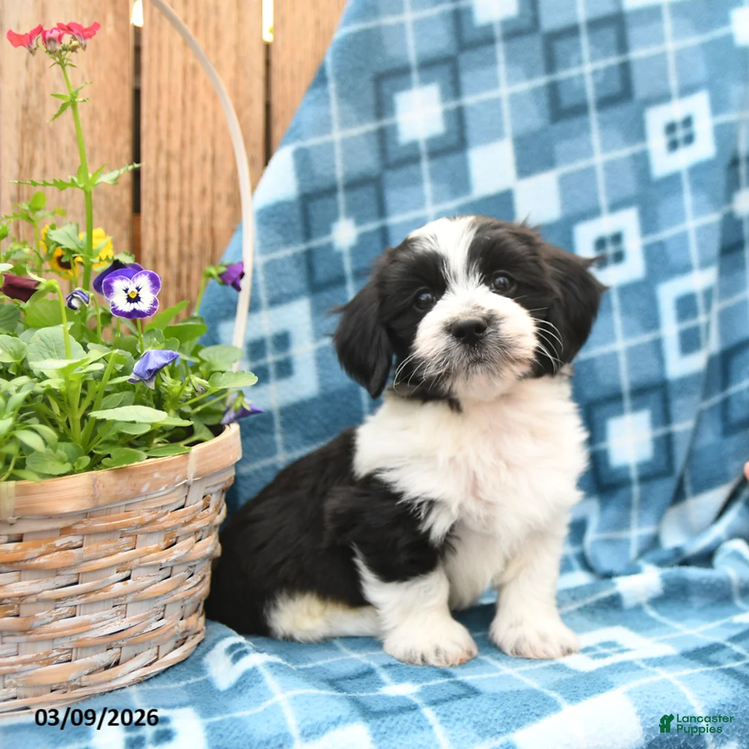 Mixed Breed dogs for sale: Scamper - Ad 1