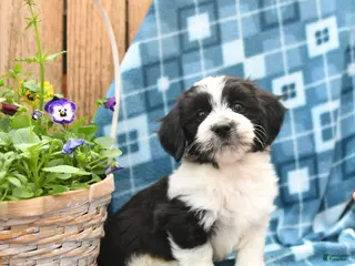 Mixed Breed dogs for sale: Scamper - Ad 4