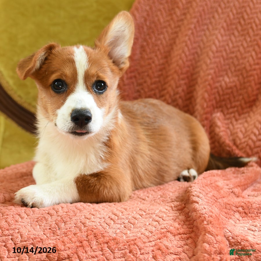 Welsh Corgi Pembroke dogs Carmen - Ad 2