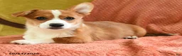 Welsh Corgi Pembroke dogs for sale: Carmen - Ad 2