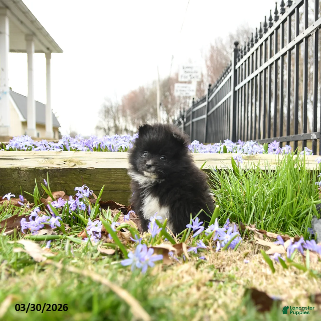 Pomeranian dogs for sale: Bouncer - Ad 1