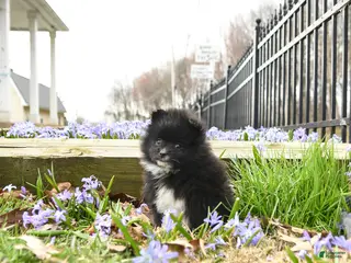 Pomeranian dogs for sale: Bouncer - Ad 1