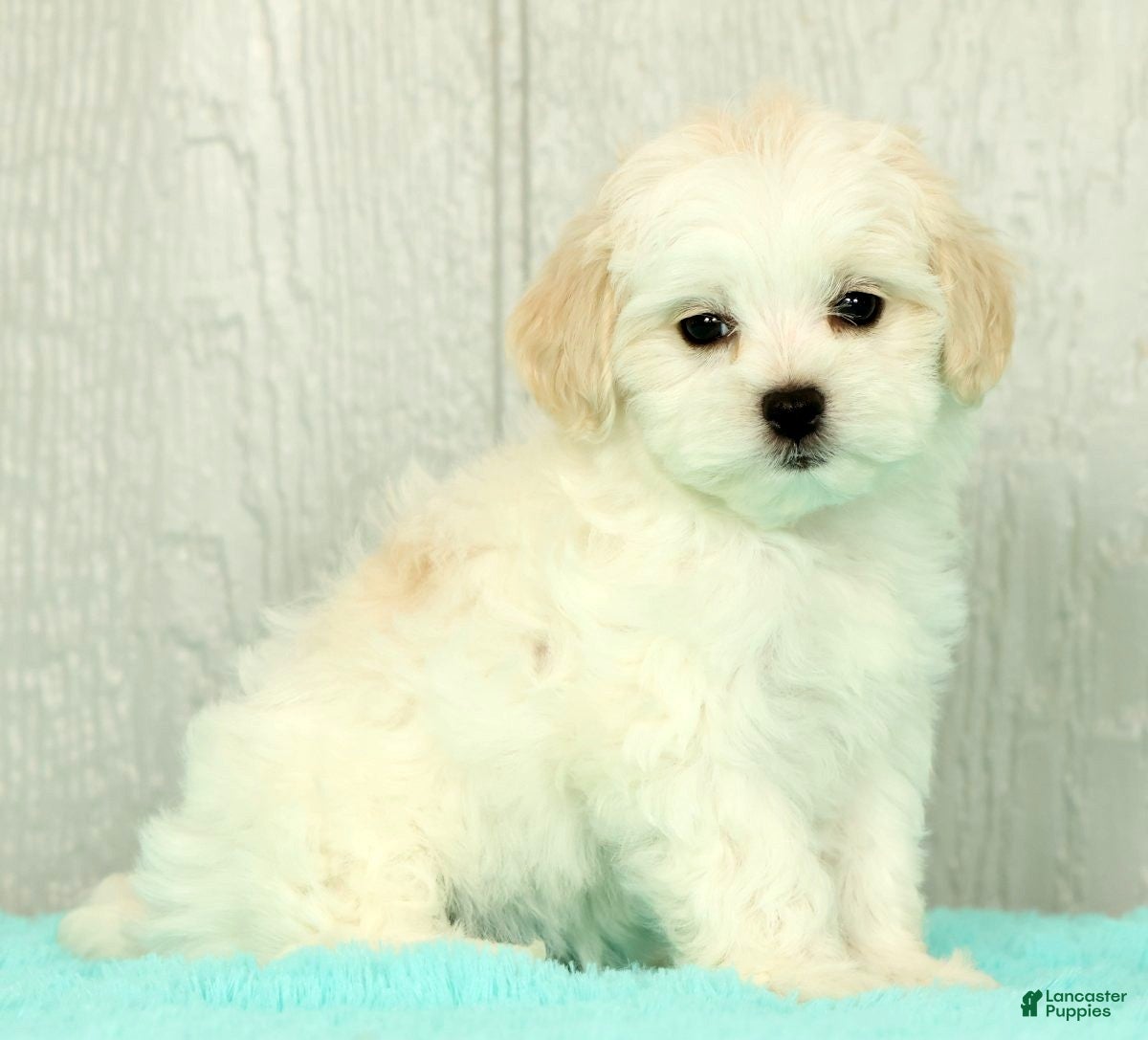 Maltese dogs Betsy - Ad 2