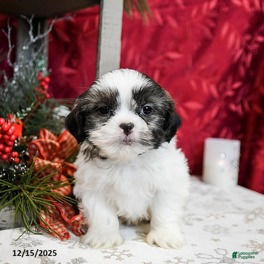 Shih Tzu dogs Sage  - Ad 3