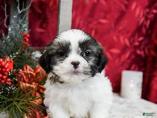 Shih Tzu dogs Sage - Ad 16