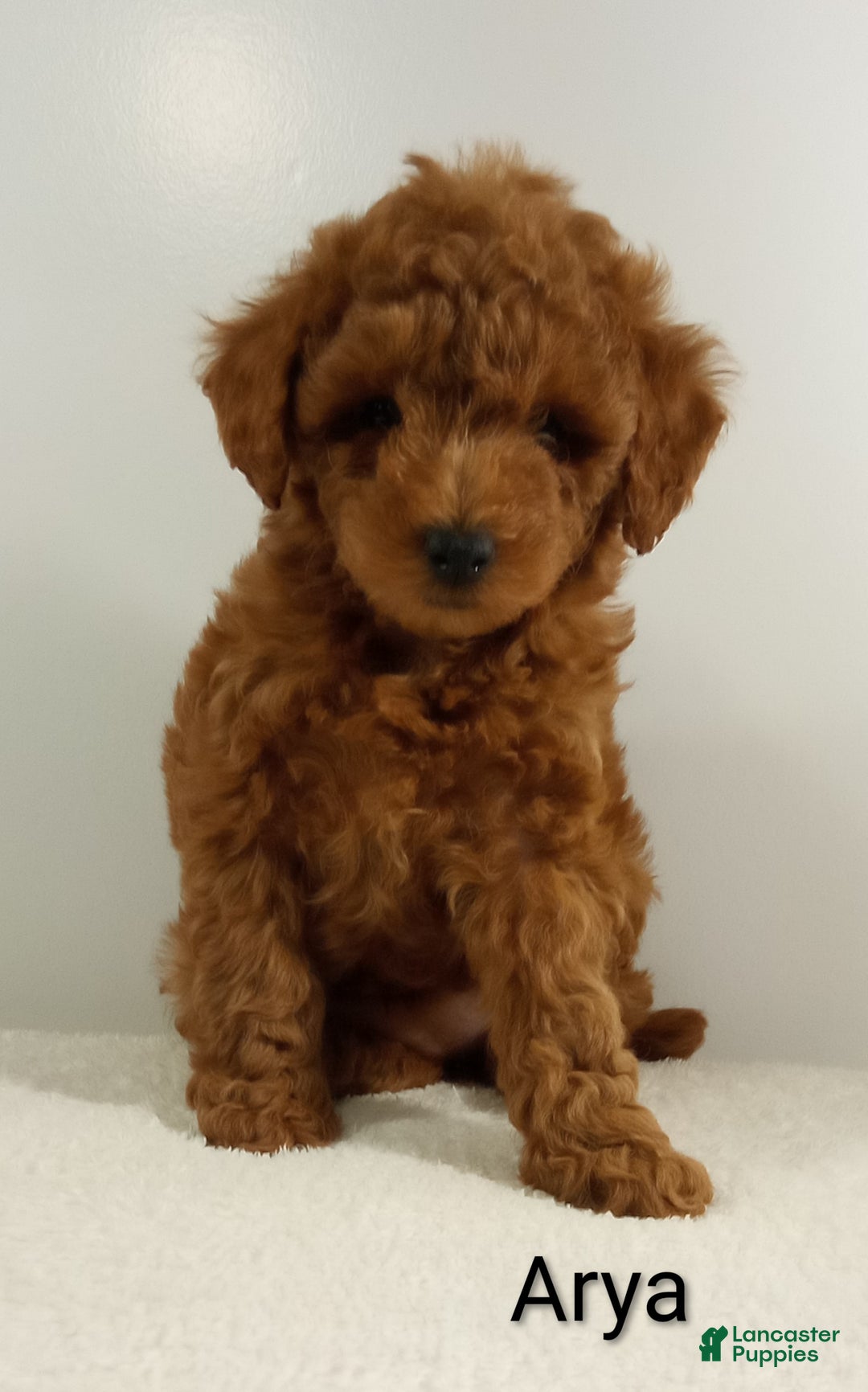 Toy Poodle dogs for sale: Arya - AKC  - Ad 6