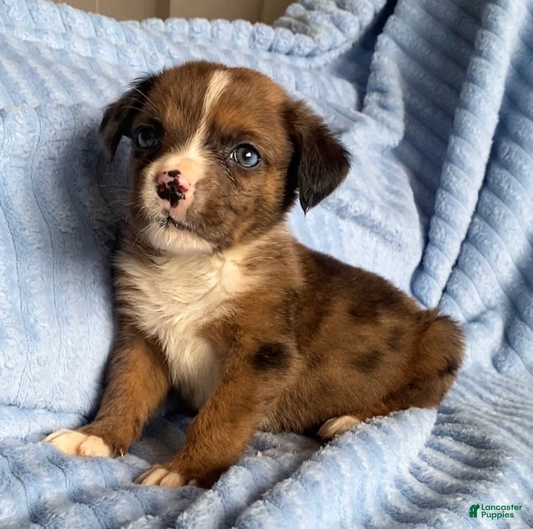 Mixed Breed dogs for sale: Lani - Ad 2