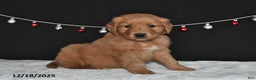 Golden Retriever dogs for sale: Alex - Ad 4