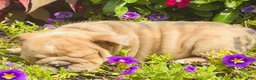 English Bulldog dogs for sale: Bella - 73747 - Ad 4