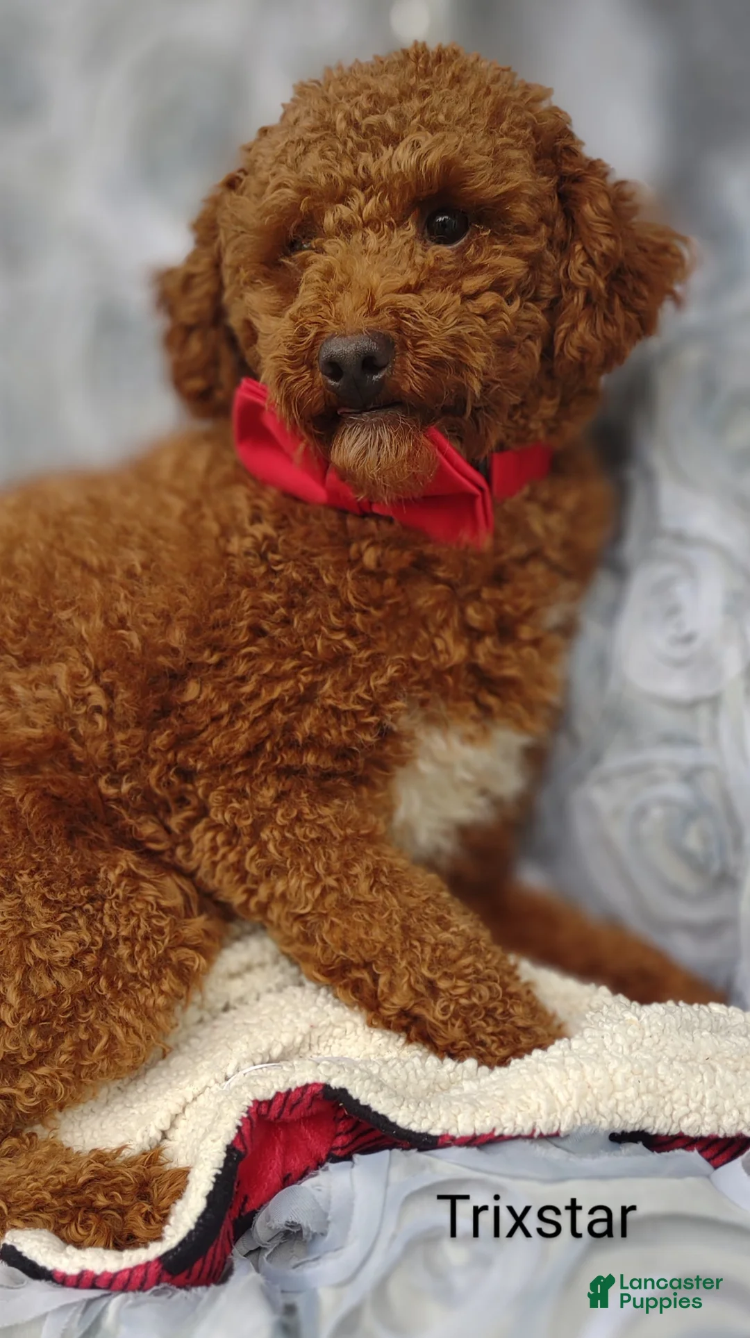 Shihpoo dogs for sale: Faith - Ad 4